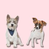 【犬抱っこ服】カンガルーポケット服(犬が入れる)大人上品ワンピース【P-KURARU】ブラック 小型犬(約3.5kgまで)トイプードル チワワ ポメラニアン マルチーズ ヨークシャテリア MIX犬等 1000-62-01