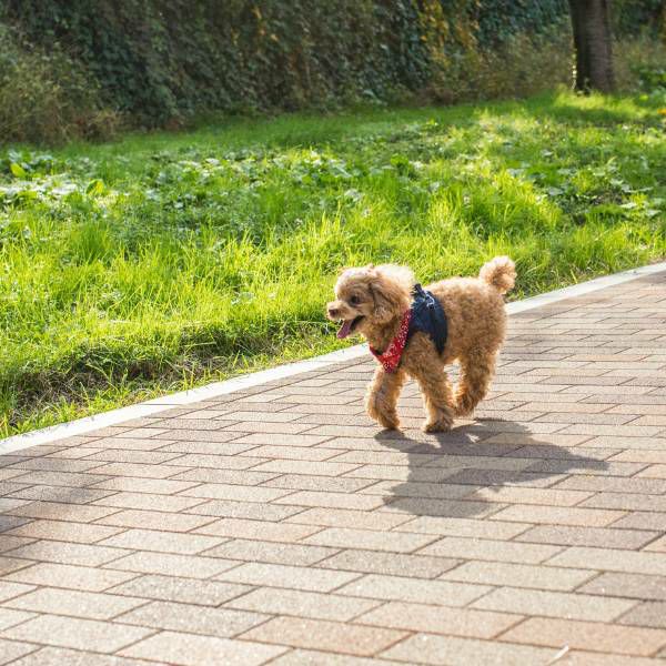 【犬抱っこ服】カンガルーポケット服(犬が入れる)大人上品ワンピース【P-KURARU】ベージュ 小型犬(約3.5kgまで)トイプードル チワワ ポメラニアン マルチーズ ヨークシャテリア MIX犬等 1000-62-02