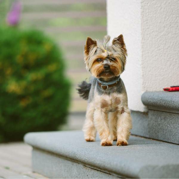 【犬抱っこ服】カンガルーポケット服(犬が入れる)大人上品ワンピース【P-KURARU】ベージュ 小型犬(約3.5kgまで)トイプードル チワワ ポメラニアン マルチーズ ヨークシャテリア MIX犬等 1000-62-02
